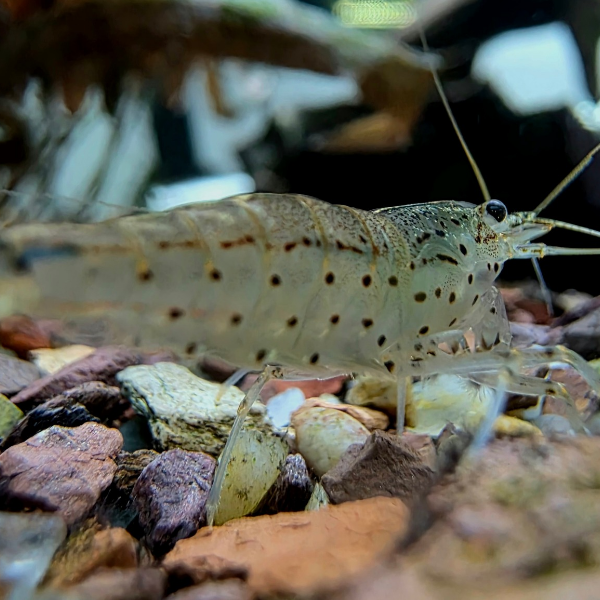 Caridina multidentata - Amano shrimp - Image 2