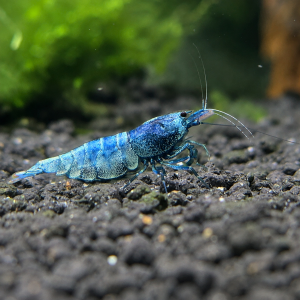 Blue Bolt (Mix Grade)