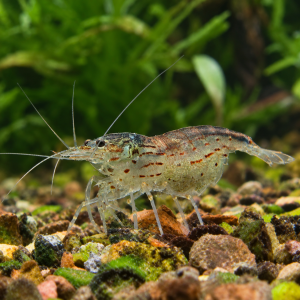 Amano Shrimp - Caridina multidentata 