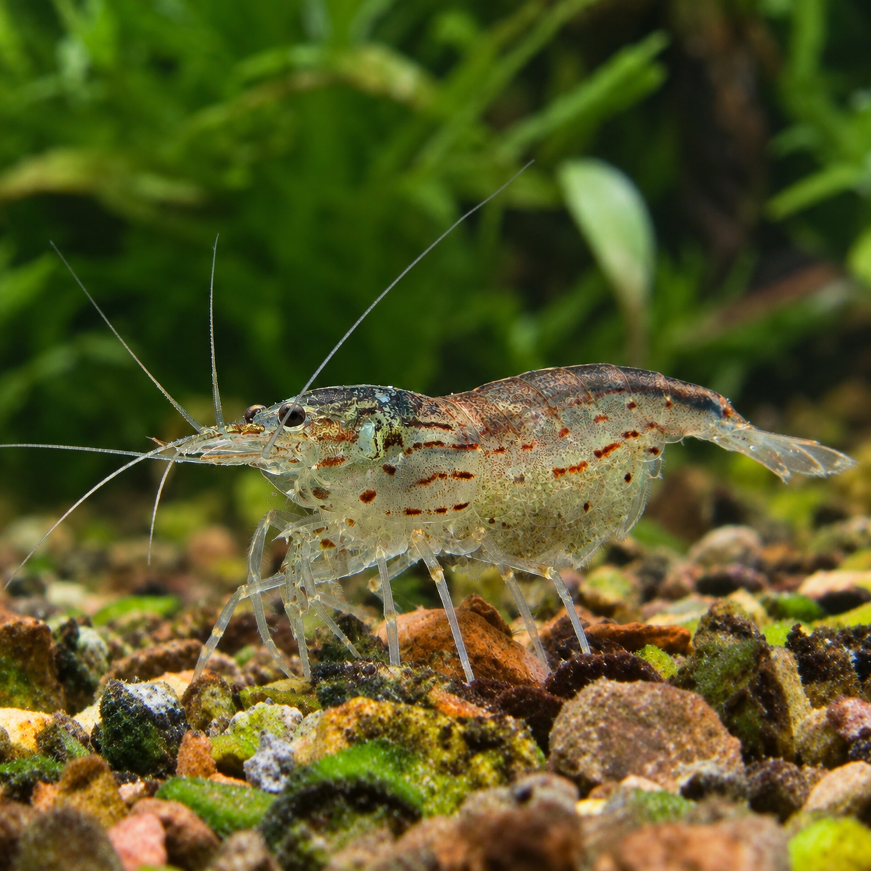 Amano Shrimp - Caridina multidentata