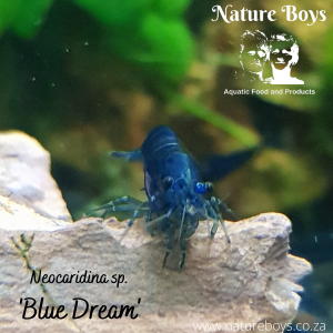 Blue Neocaridina
