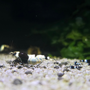 Black Pandas