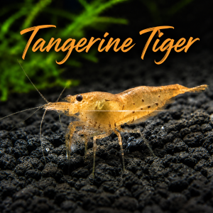 Tangerine Tigers (Mix Grade)