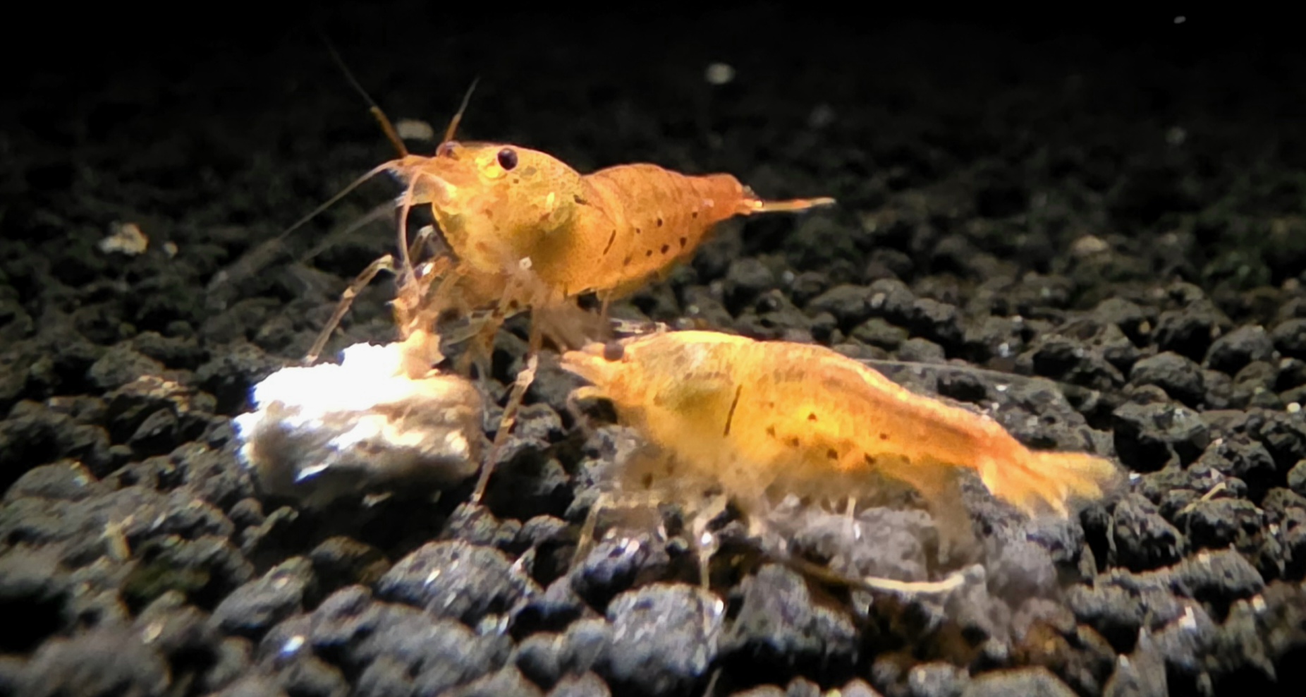 Tangerine Tigers (Mix Grade) - Image 2
