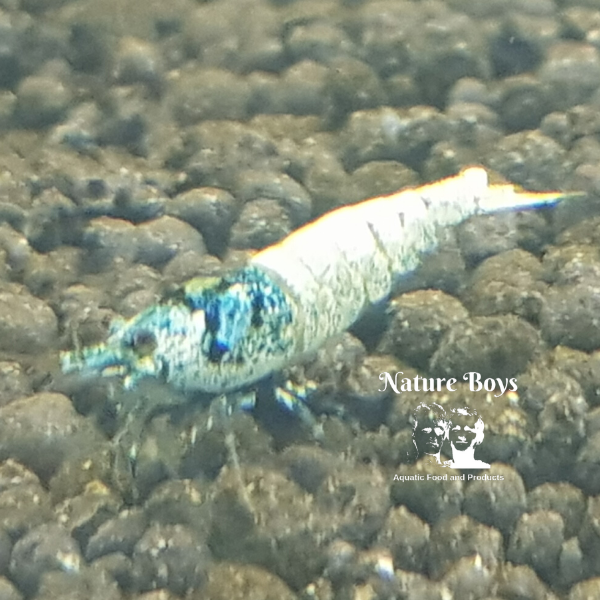 Blue Bolts (Mix Grade) - Image 4