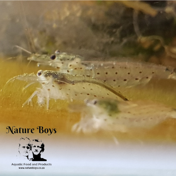 Caridina multidentata - Amano shrimp