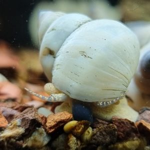 White Wizard snail (Filopaludina martensi)
