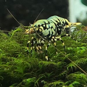 BOA Grade Caridina Shrimp