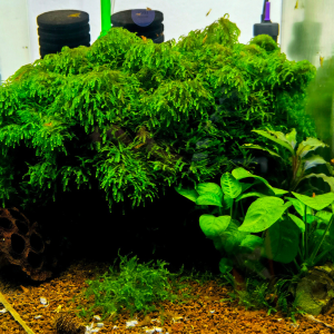 Callicostella bush