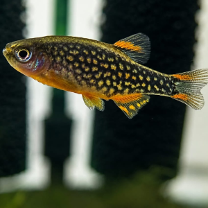 GALAXY RASBORA