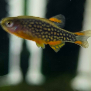 GALAXY RASBORA