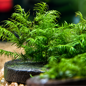 Fissidens fontanus