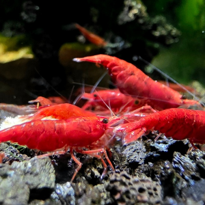 Painted Fire Red Shrimp