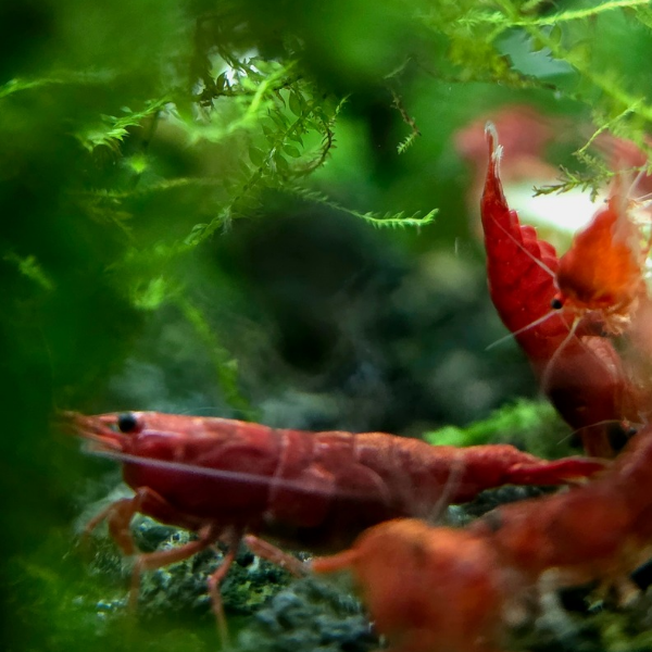 Painted Fire Red Shrimp - Image 3