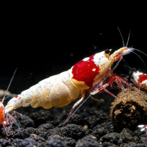 Pure Red Line Caridina