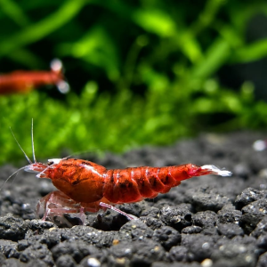Extreme Red King Kong (Caridina Taiwan Bee variety)