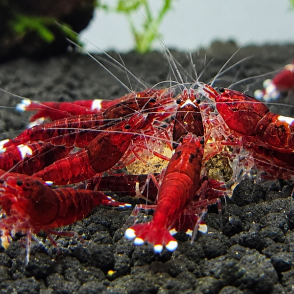 Extreme Red King Kong (Caridina Taiwan Bee variety) - Image 2