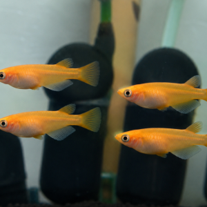 Orange Medaka Rice Fish (Oryzias latipes)