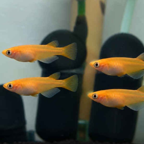Red Emperor Medaka RiceFish Eggs (Oryzias latipes)