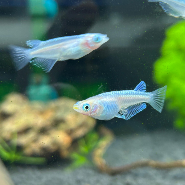 Sparkle Blue Medaka Ricefish (Oryzias latipes)