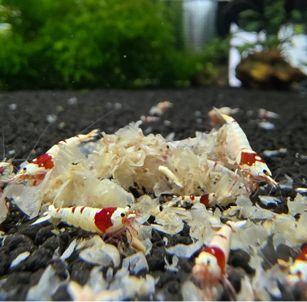 NatureBoys Snowflake Pellets 250g "Breeders Choice" - Image 2