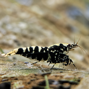 Black Galaxy Zebra Pinto Shrimp