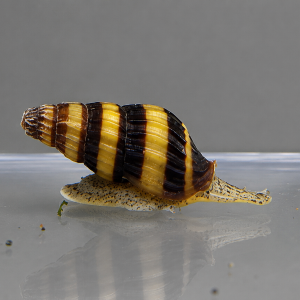 Assassin Snail Scientific Name: Anentome helena