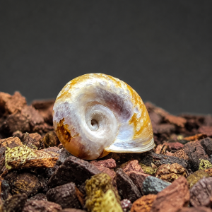 Ramshorn Snail
