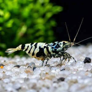 Blue Galaxy Tiger Pinto