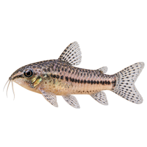 Pygmy Corydoras