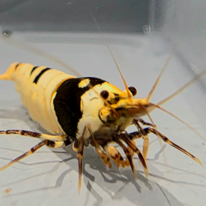 Pure Black Line Shrimp