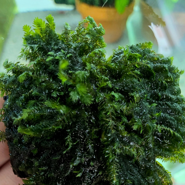 Fissidens sp. ‘Bucephalandra’ - Image 2