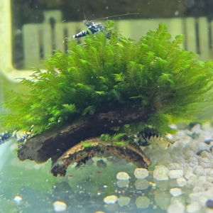 Fissidens sp. ‘Bucephalandra’