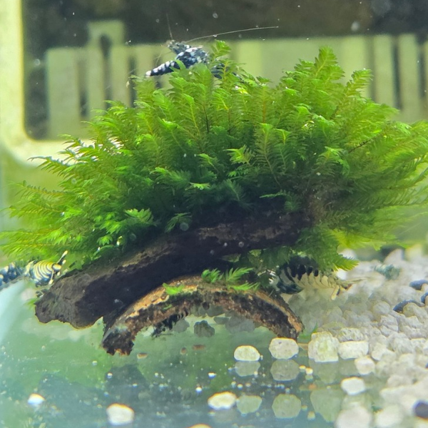 Fissidens sp. ‘Bucephalandra’