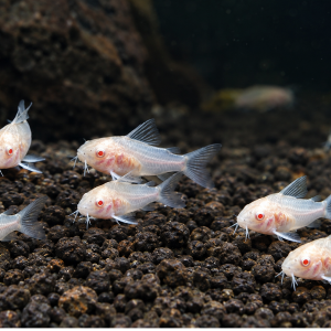 “Albino Pygmy Corydoras schooling in planted aquarium