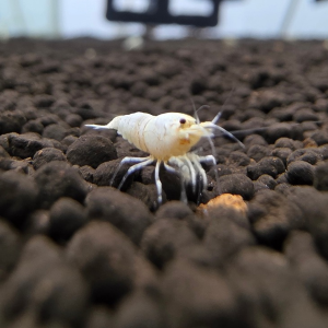 Pure White Line Caridina Shrimp – Caridina cf. cantonensis